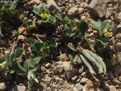 Medicago crassipes