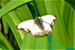 Cymothoe alcimeda trimeni