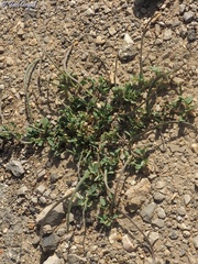 Medicago crassipes