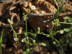 Cerastium fragillimum