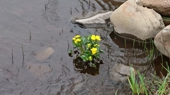 Caltha palustris