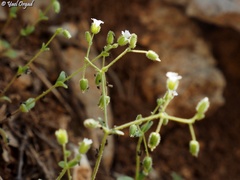 Cerastium fragillimum