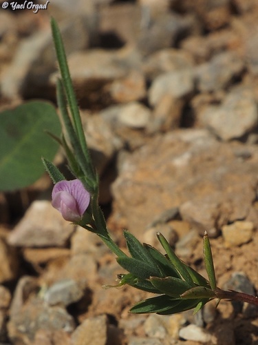 Lathyrus inconspicuus observed 2021-04-28
