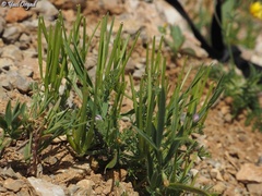 Lathyrus inconspicuus
