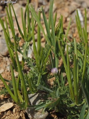 Lathyrus inconspicuus