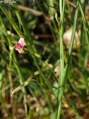 Lathyrus nissolia