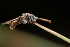 Nomada