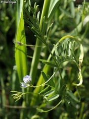 Vicia orientalis