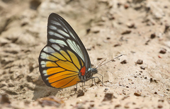 Prioneris clemanthe