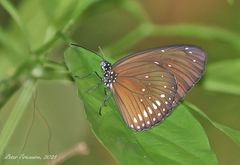 Euploea midamus