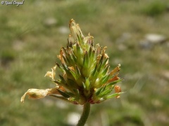 Trifolium plebeium