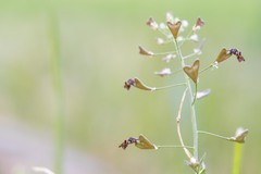 Nomada