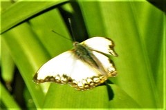 Cymothoe alcimeda trimeni