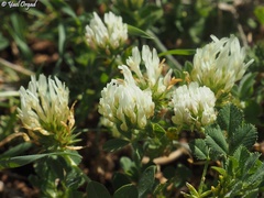 Trifolium plebeium