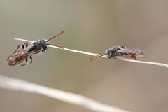 Nomada