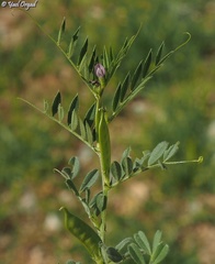 Vicia lathyroides