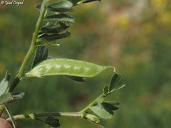 Vicia lathyroides