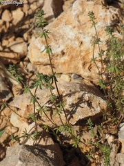 Galium verticillatum
