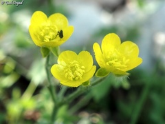 Ranunculus neocuneatus