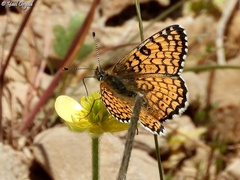 Melitaea telona