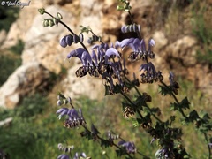 Salvia indica