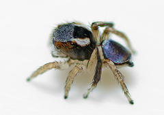 Maratus anomalus