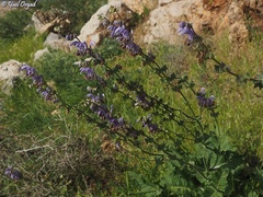 Salvia indica