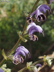 Salvia indica