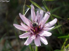 Pseudopodospermum phaeopappum