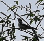Ficedula hypoleuca