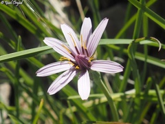 Pseudopodospermum phaeopappum