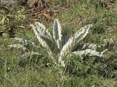 Verbascum qulebicum