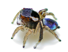 Maratus anomalus