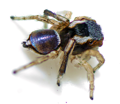Maratus anomalus