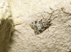 Eudonia delunella
