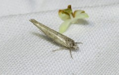 Zelleria oleastrella