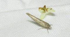 Zelleria oleastrella