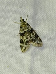 Eudonia delunella