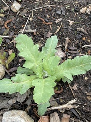 Papaver somniferum