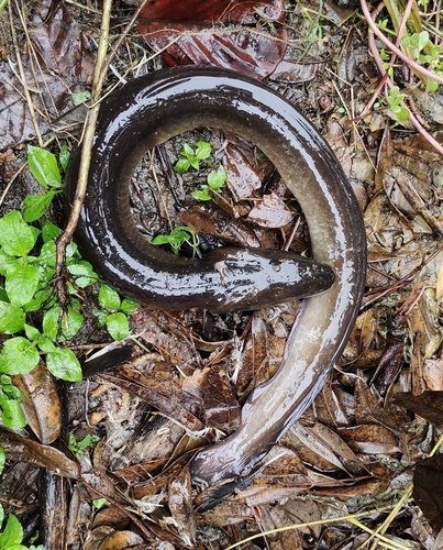 Amalona (Anguilla bicolor) — Anguillidae — 3