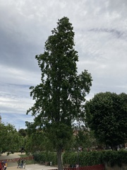 Populus nigra