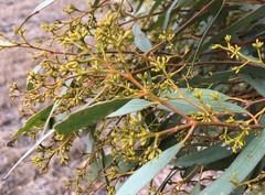 Eucalyptus microcarpa