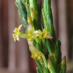 Struthiola parviflora