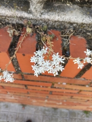 Sedum album