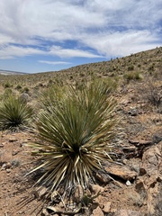 Dasylirion leiophyllum
