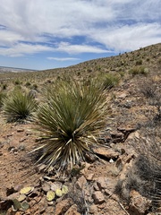 Dasylirion leiophyllum