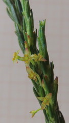 Struthiola parviflora