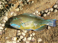 Choerodon schoenleinii