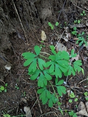 Corydalis solida