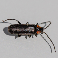 Cantharis tuberculata